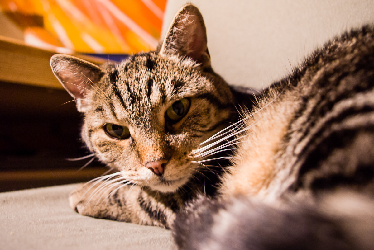 Mimi, meine Liebe - meine Trauer