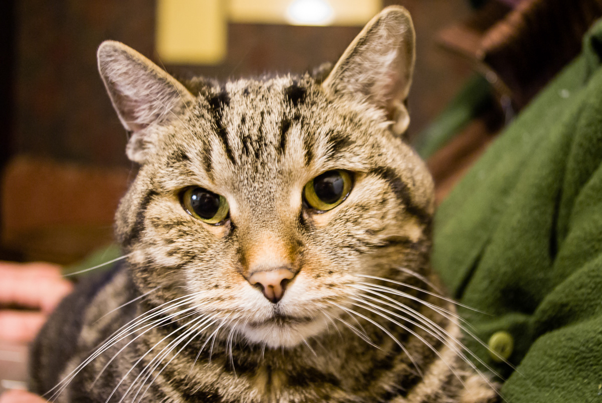 Mimi, meine Liebe - meine Trauer