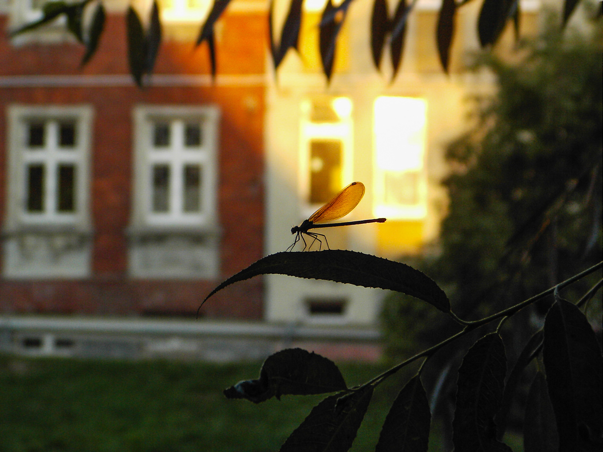 Bydgoszcz (PL) | August 2008