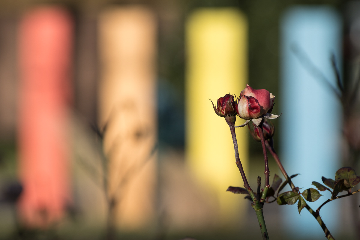 Bad Bergzabern | 2016