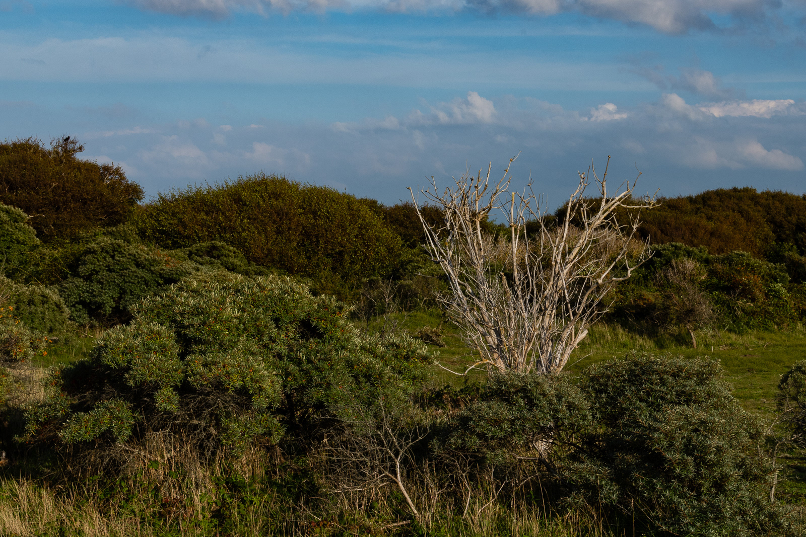 Dünenlandschaft, Baltrum