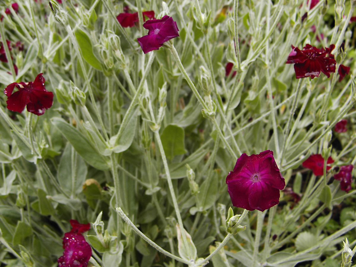 Irland | August 2005