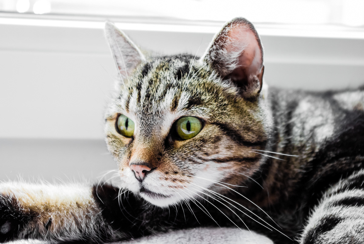 Mimi, meine Liebe - meine Trauer