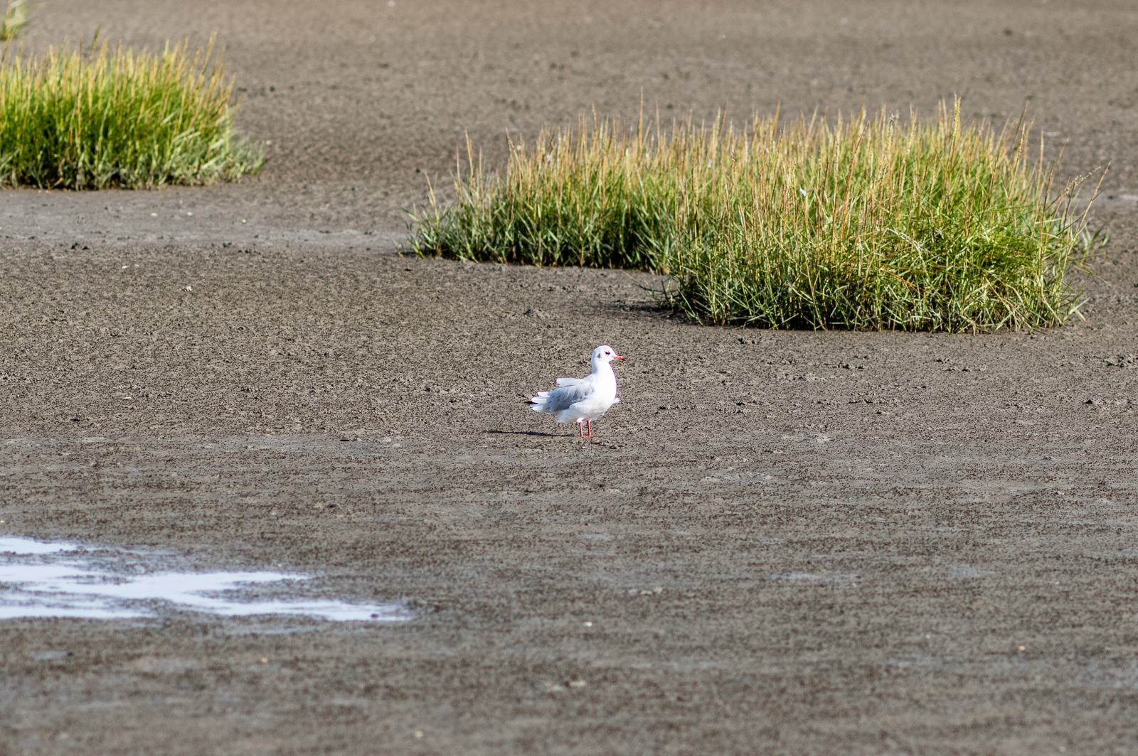 Bei Ebbe an der Weser