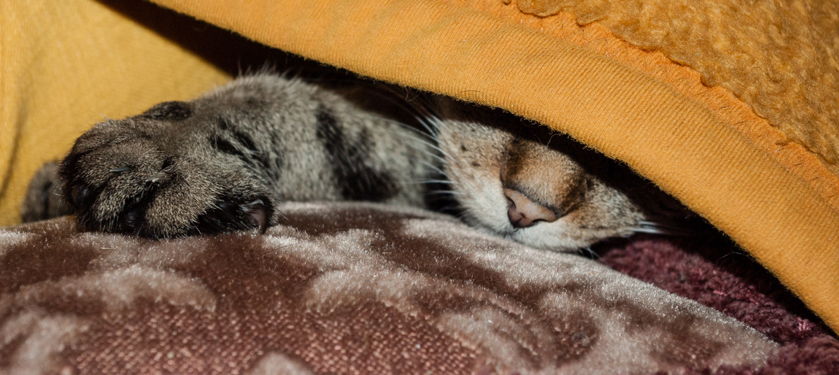 Mimi, meine Liebe - meine Trauer