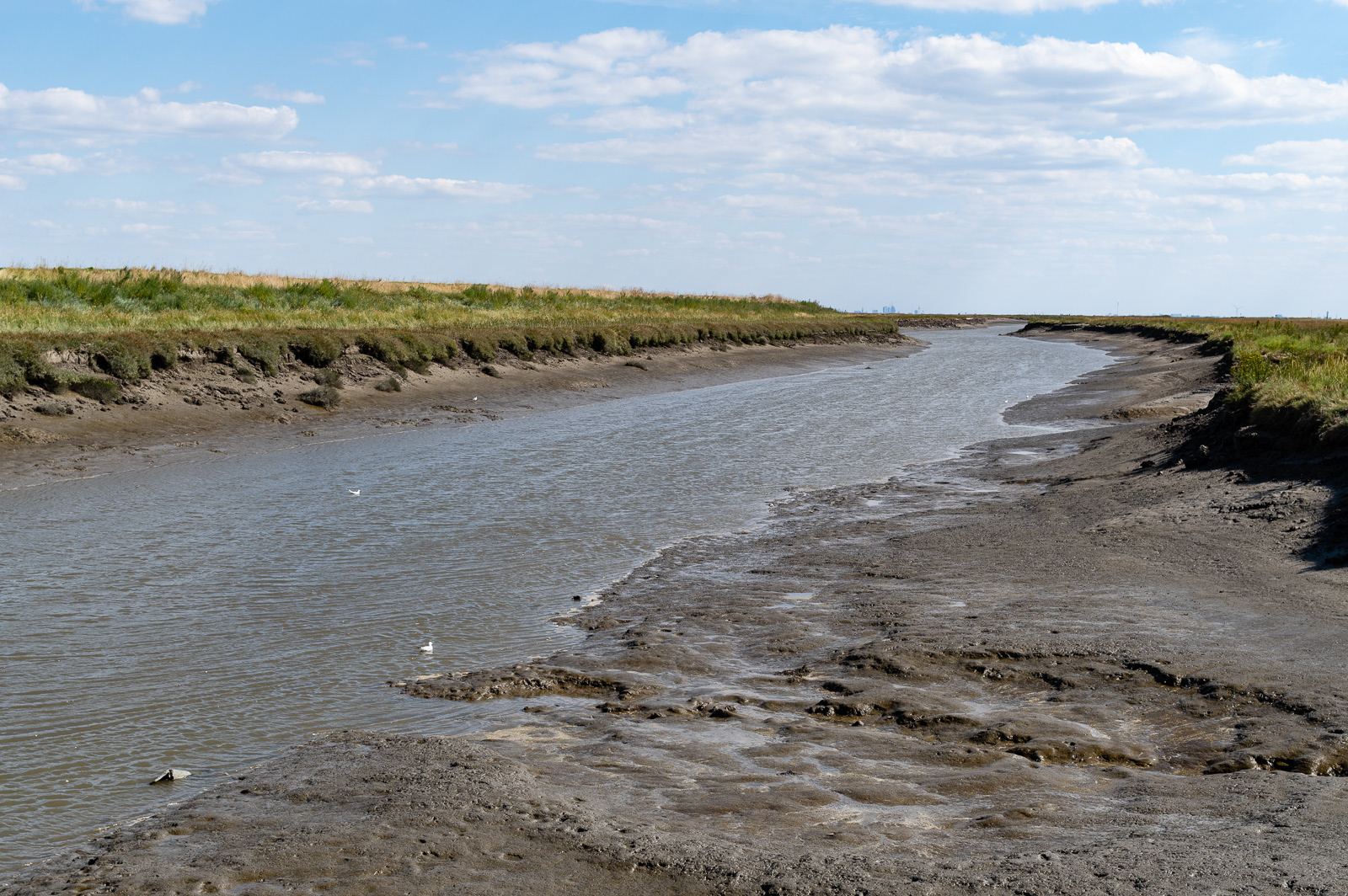 Langwarder Grooden bei Ebbe