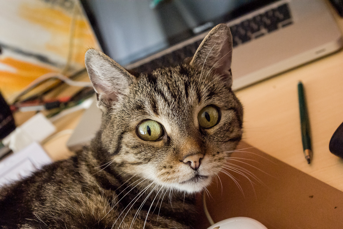 Mimi, meine Liebe - meine Trauer