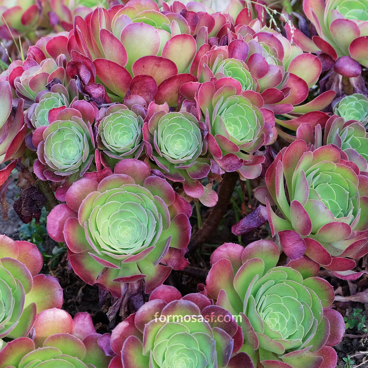 Tree Houseleek (Aeonium arboreum) Glen Park, San Francisco, California