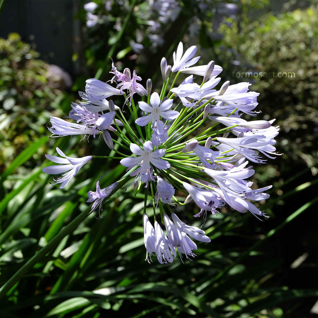 Lily of the Nile (Agapanthus orientalis) Glen Park, San Francisco, California