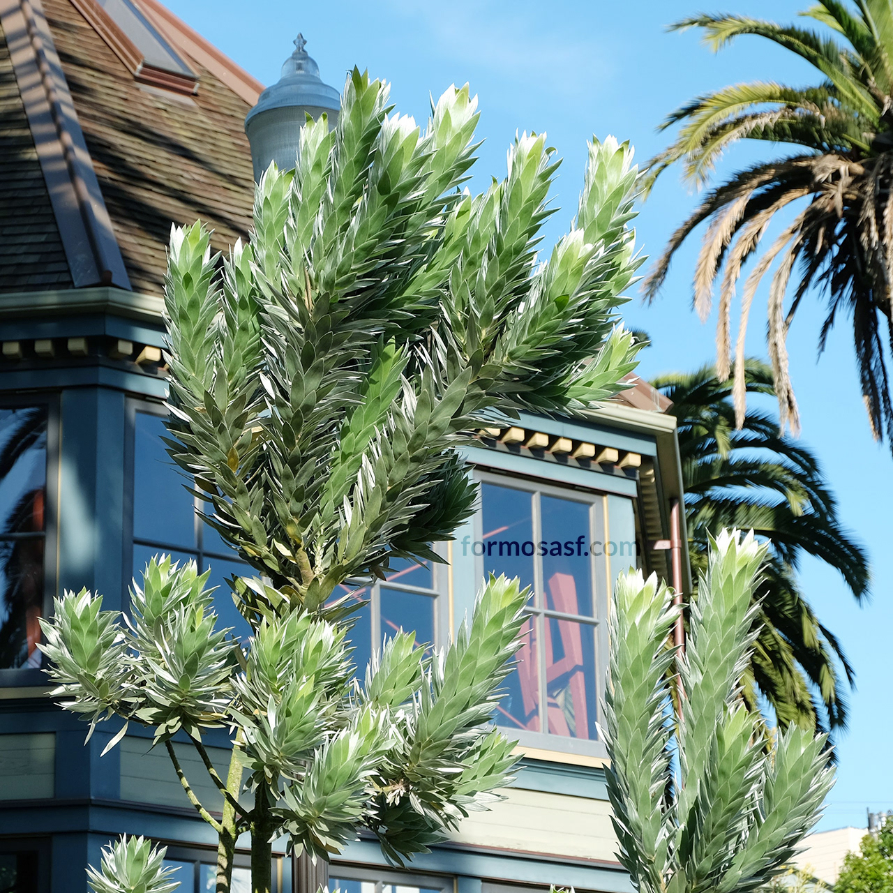 Silver Tree (Leucadendron argenteum) Sunnyside Conservatory, San Francisco, California