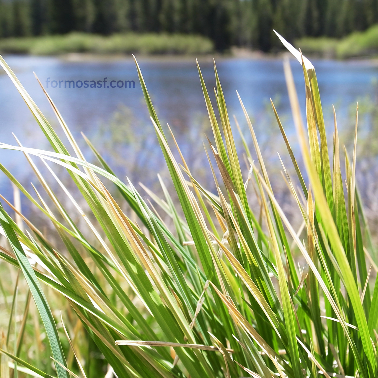 Sedge (Carex spp.) Tuolumne Meadows, Yosemite, California
