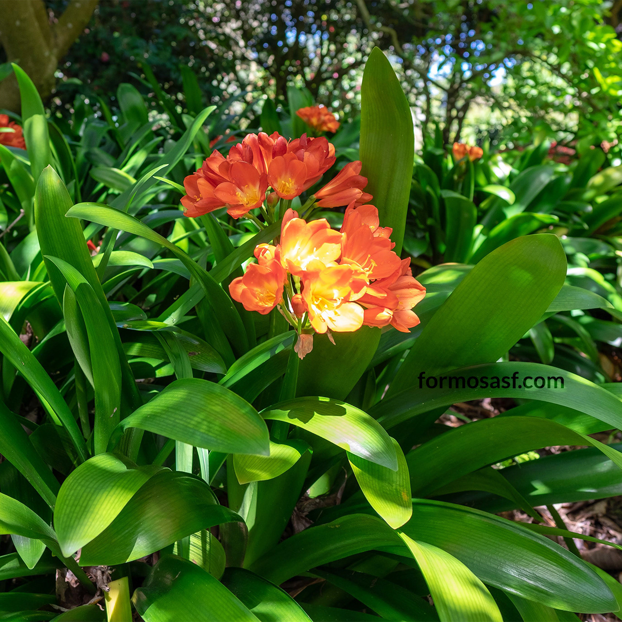 Natal Lily (Clivia miniata)  SFGB California