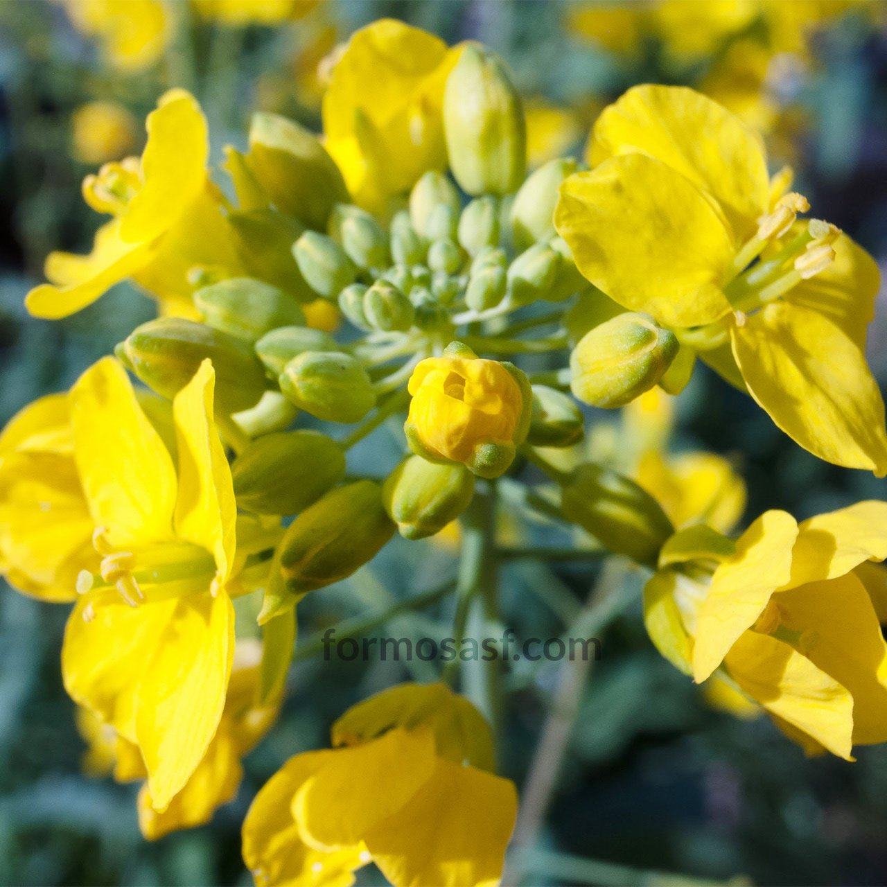 Field Mustard (Brassica spp.) Glen Canyon Park, San Francisco, California