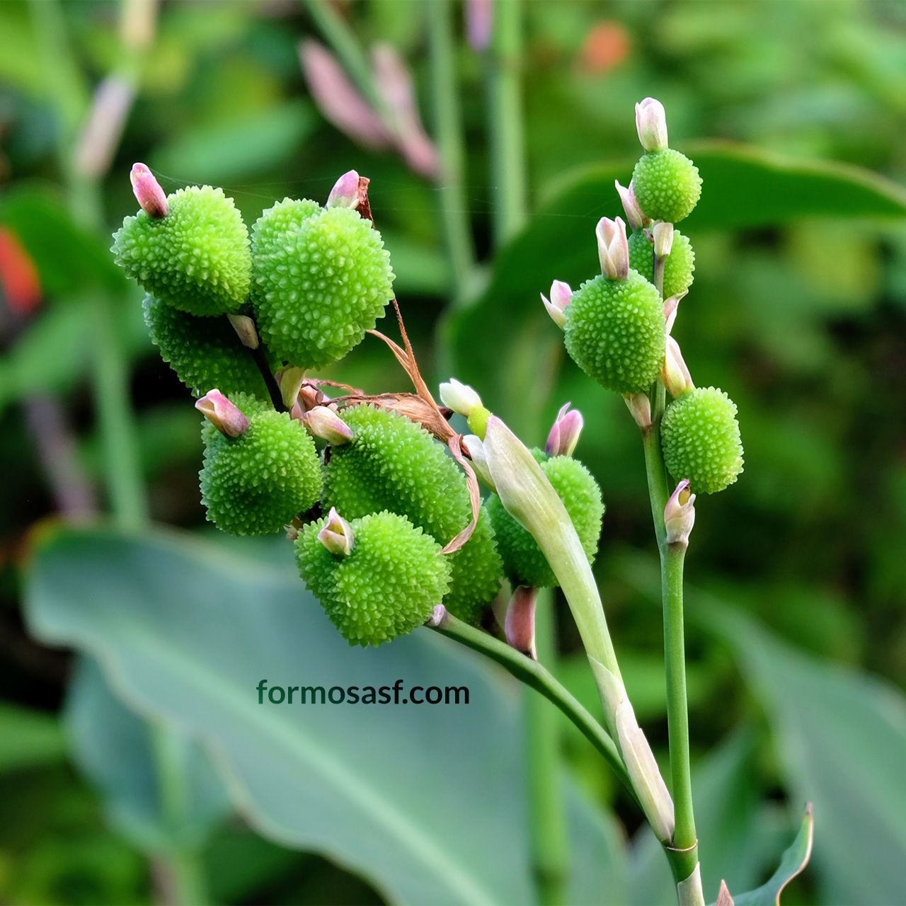 Canna Lily (Canna indica.) Sunnyside, San Francisco, California