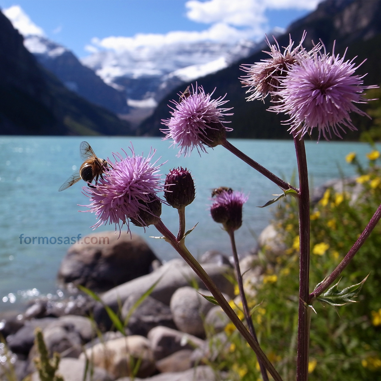Canada Thistle (Cirsium arvense) Lake Louise, Alberta, Canada
