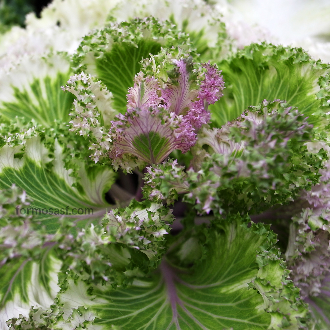 Flowering Kale (Brassica oleracea) Domain Wintergardens, Auckland, New Zealand