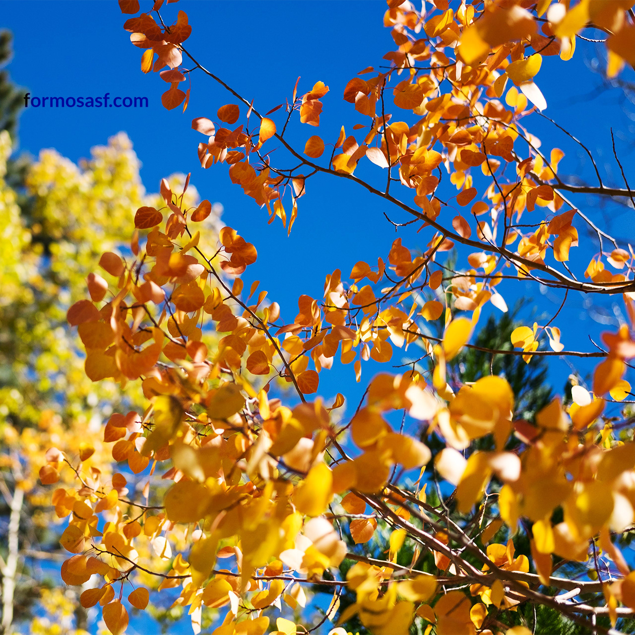 Quaking Aspen (Populus tremuloides)  Glen Alpine Trail, South Lake Tahoe, California