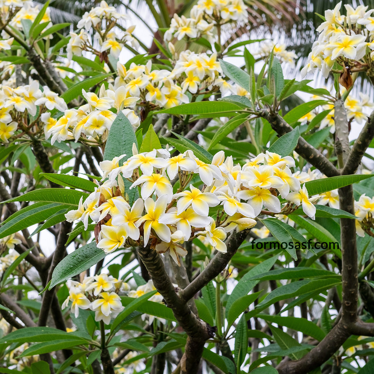 Plumeria (Plumeria rubra) Wailea, Maui, Hawai'i
