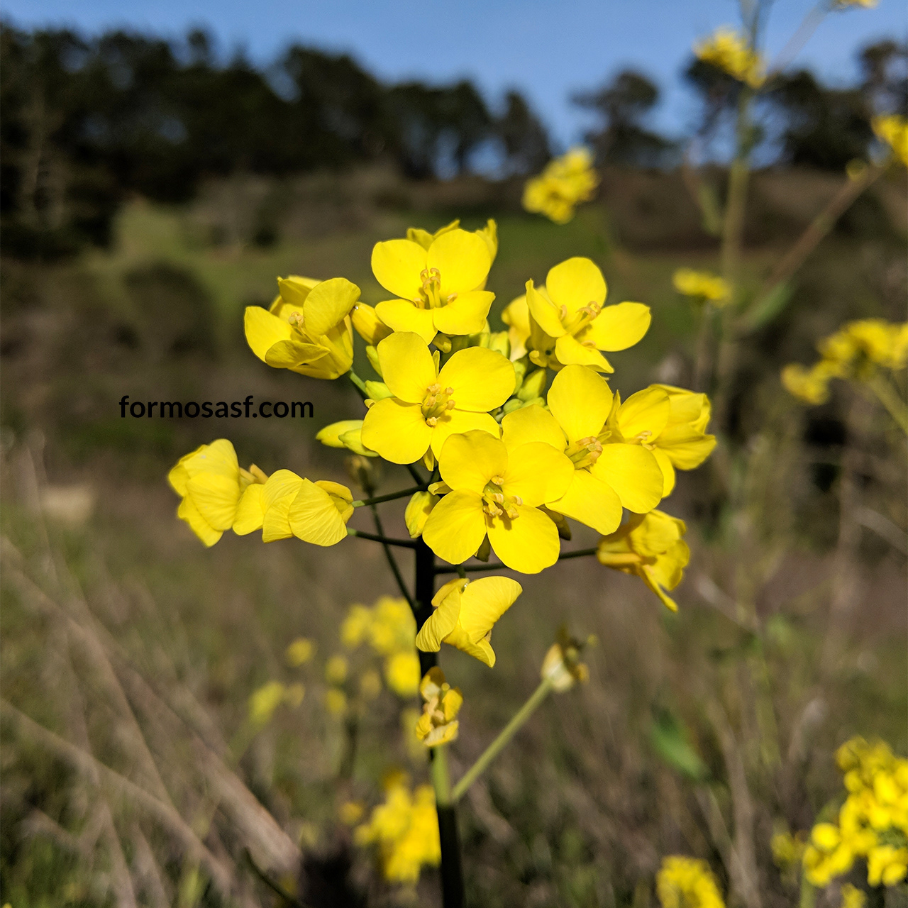 Field Mustard, Glen Canyon Park