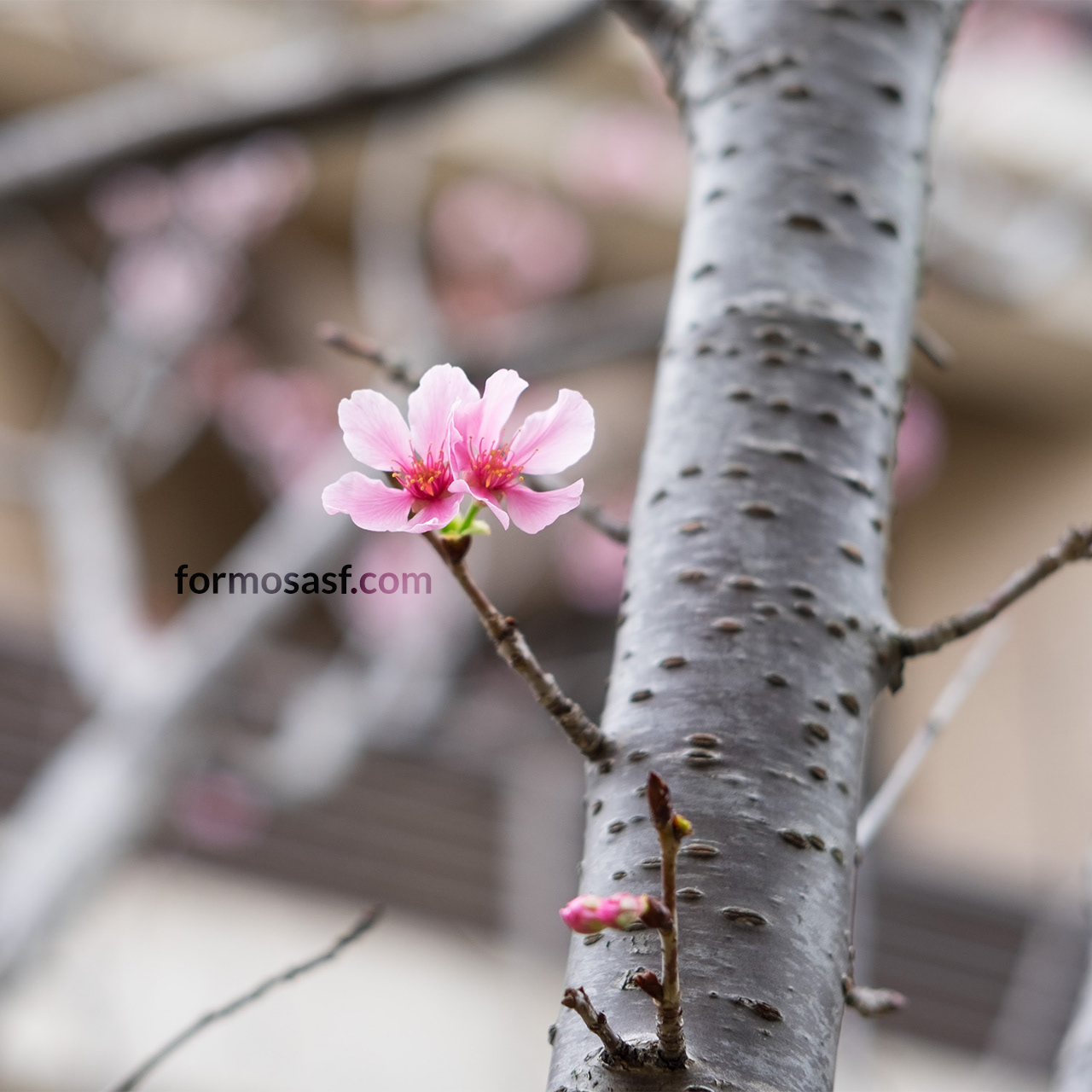 Japanese Cherry Blossom, Prunus ‘Keio‐zakura’ Taipei, Taiwan
