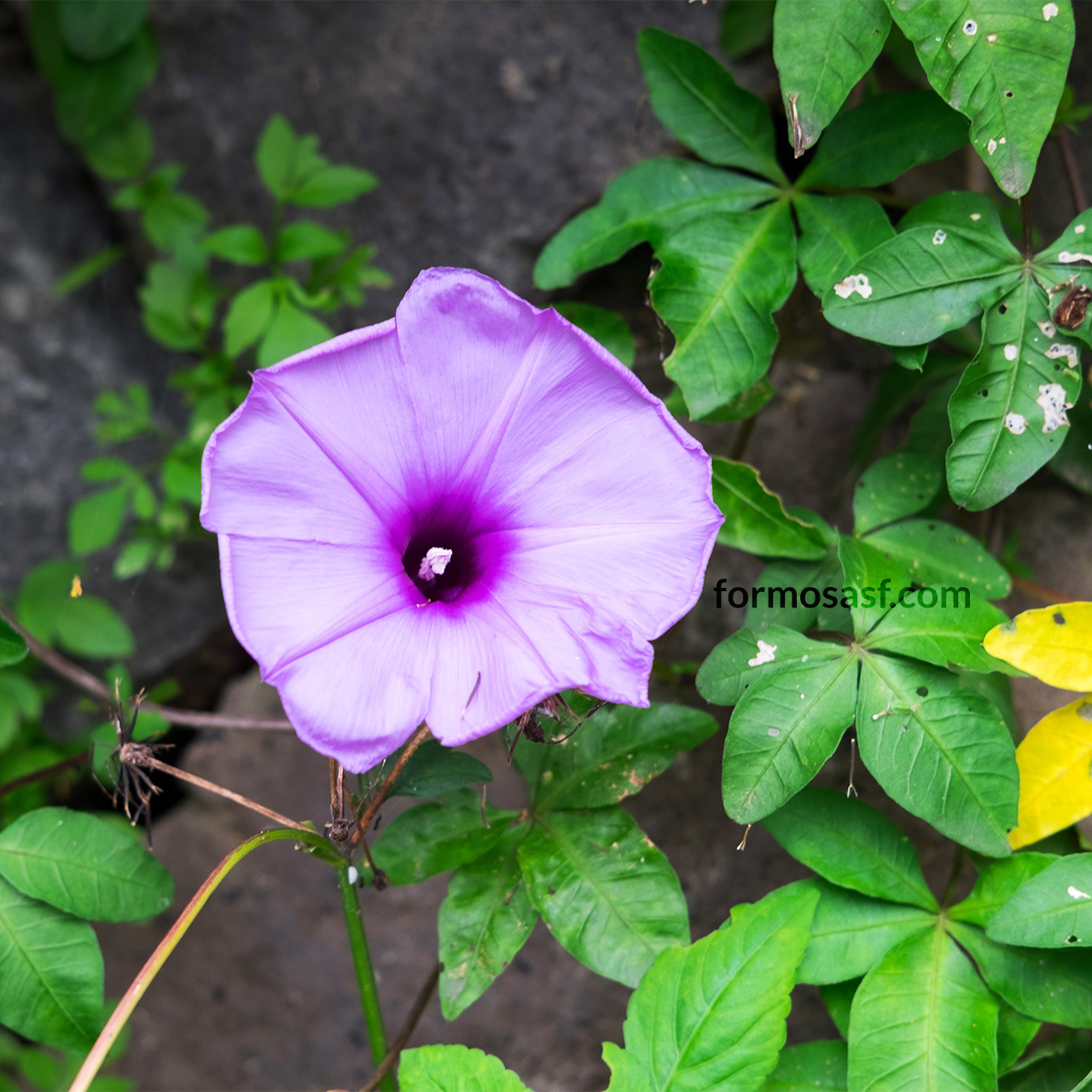 Japanese Morning Glory (Ipomoea nil) Beitou Park, Taipei, Taiwan