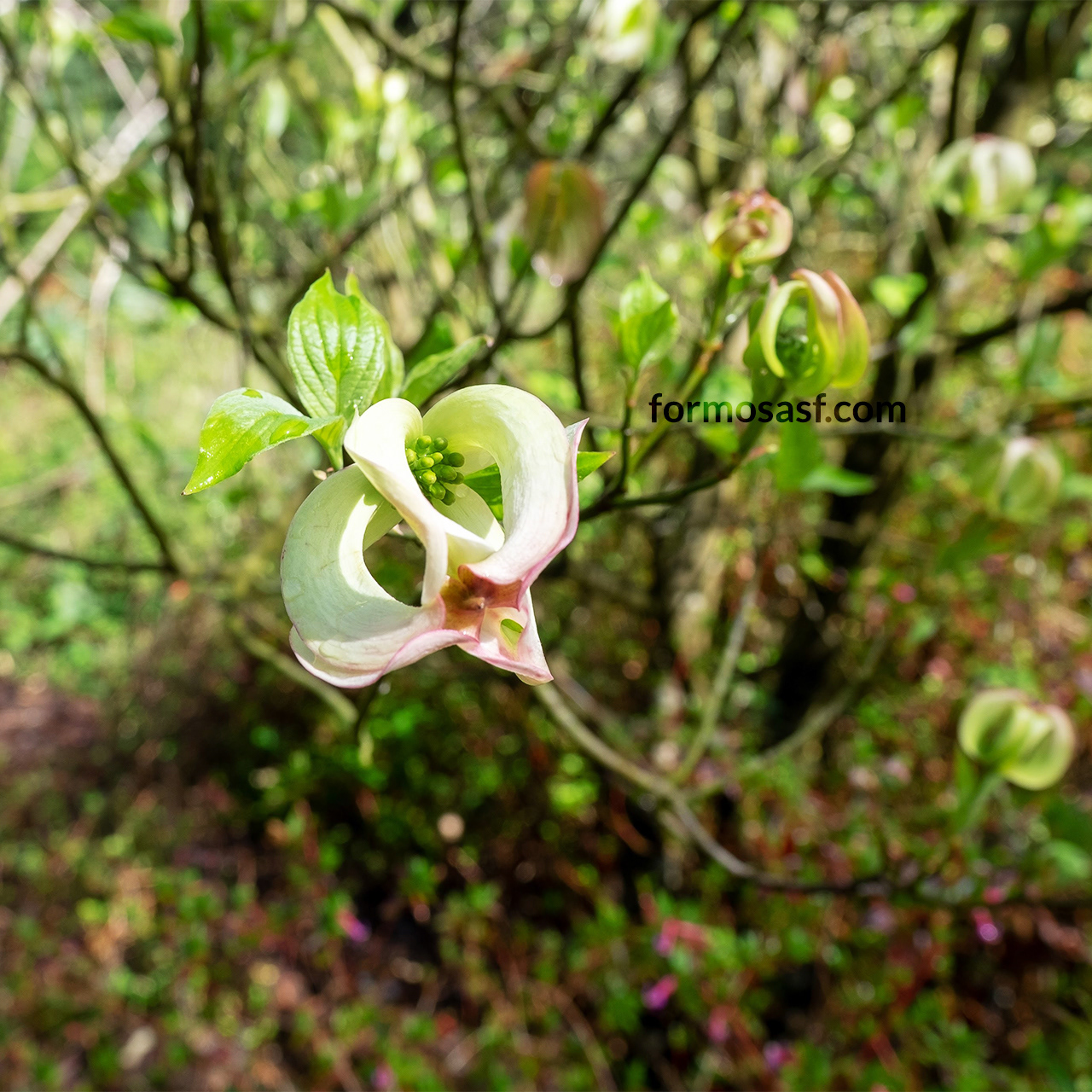 Flowering Dogwood (Cornus florida)  at San Francisco Botanical Garden