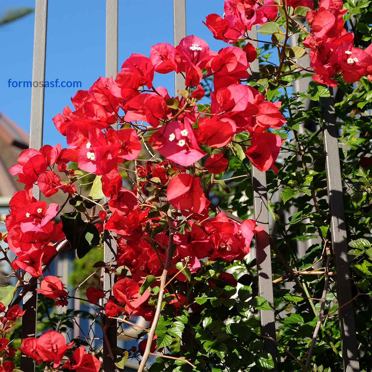 Bougainvillea (Bougainvillea spp.) Sunnyside Conservatory, San Francisco, California