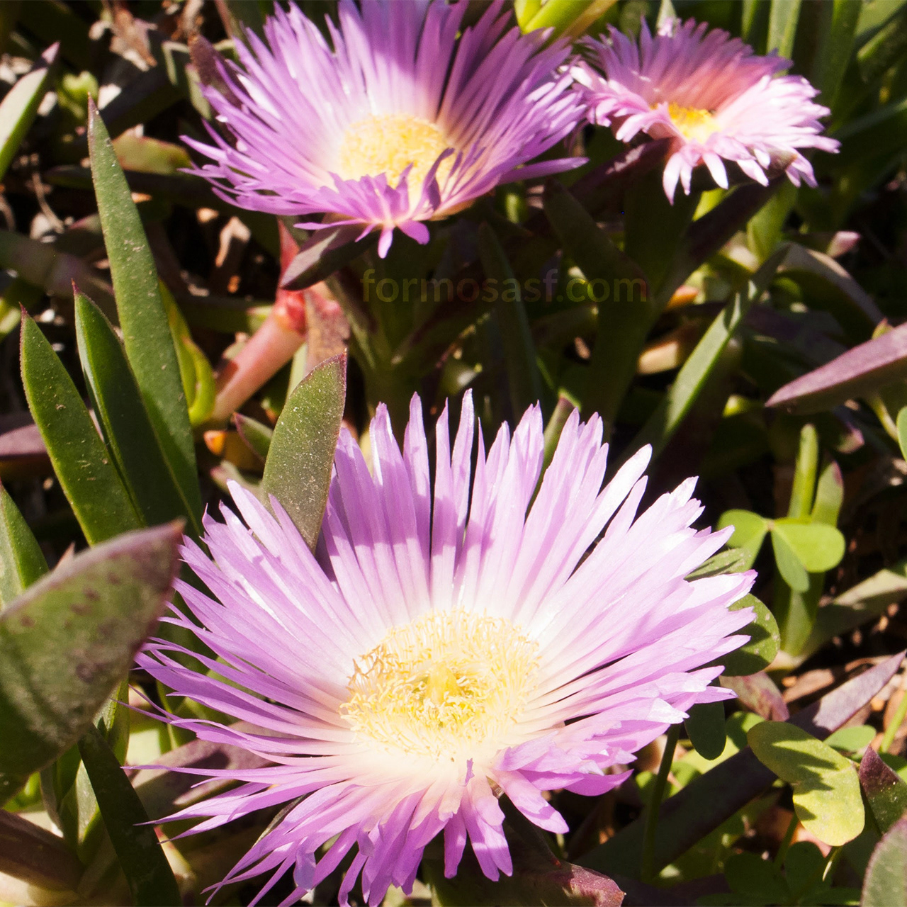 Ice Plant (Carpobrotus edulis) Land's End, San Francisco, California