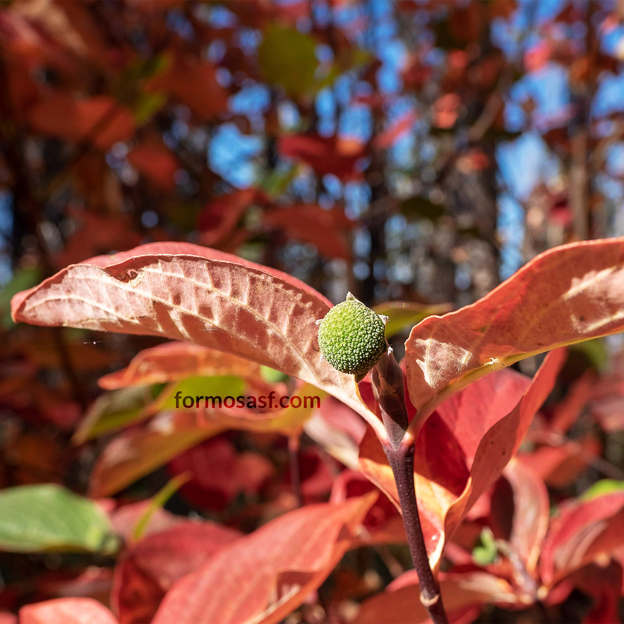 Red leaves of Pacific Dogwood (Cornus nuttallii) in Yosemite National Park