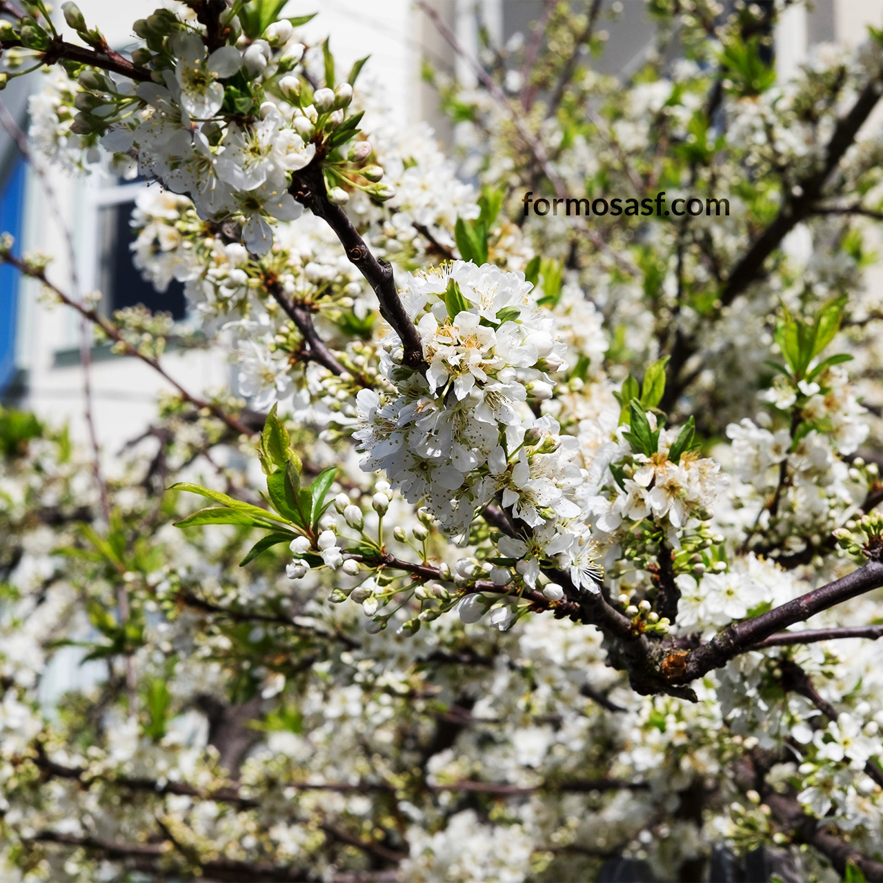European Plum (Prunus domestica) Richmond District, San Francisco, California