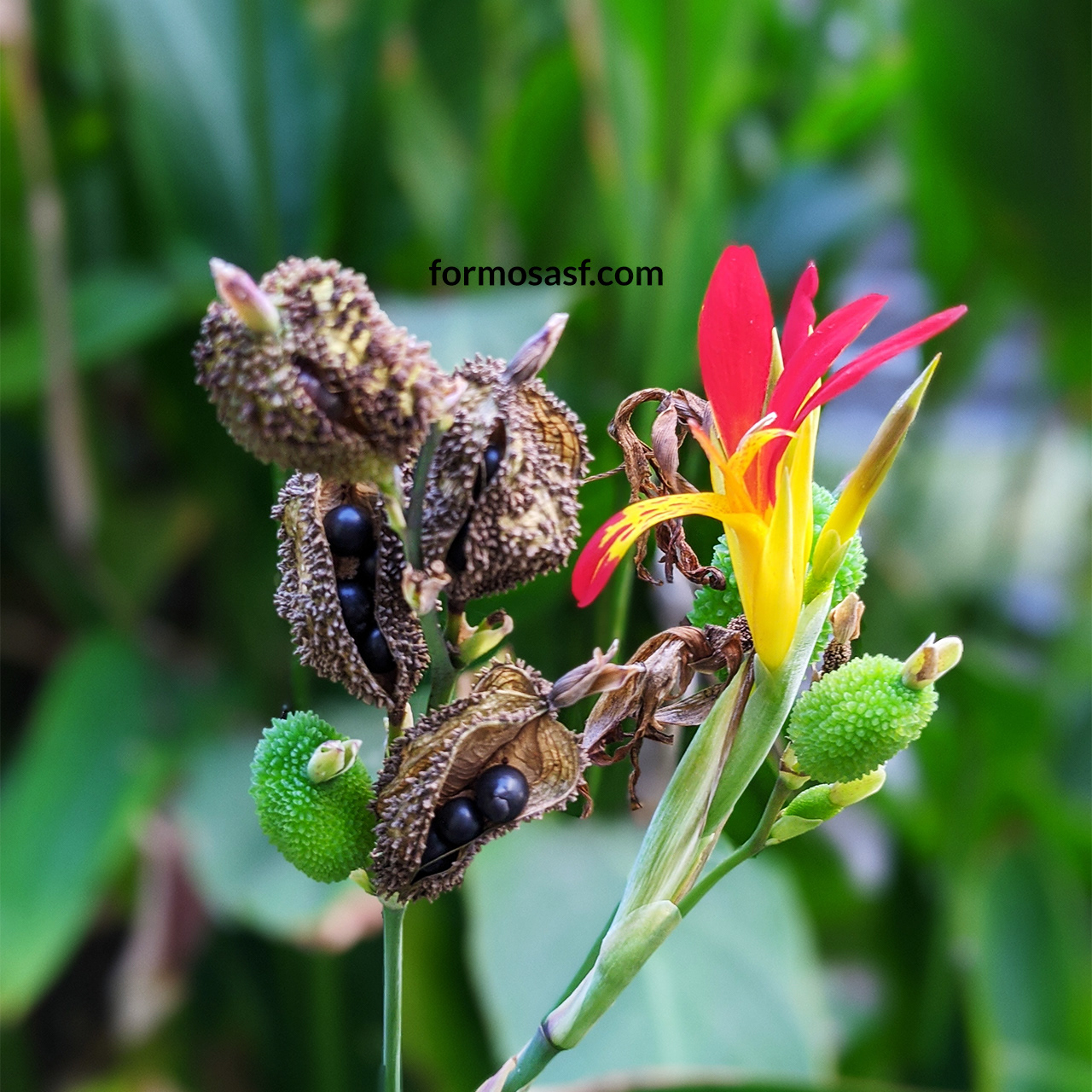 Canna Lily flower, fruits and seeds, Sunnyside Conservatory