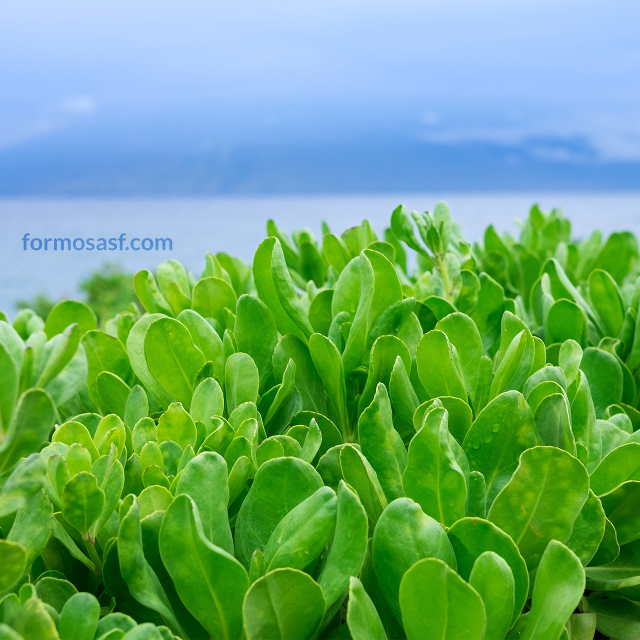 Beach Naupaka (Scaevola taccada) Wailea, Maui, Hawai'i