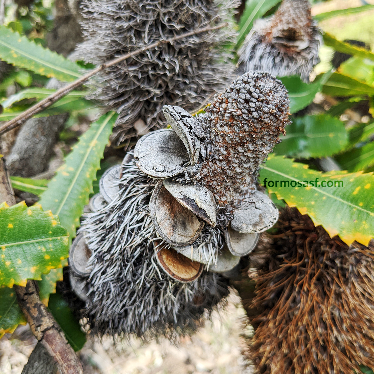 Fruits of Banksia, UC Santa Cruz Arboretum
