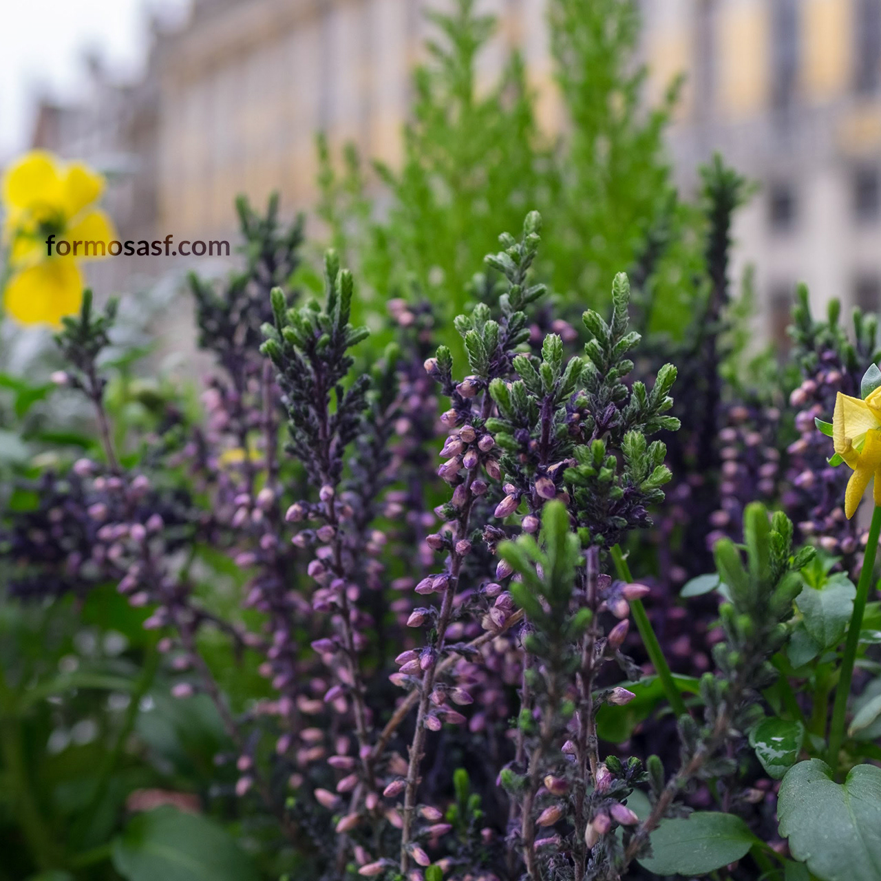 Heather (Calluna vulgaris)  Grand Place - Grote Markt, Brussels, Belgium