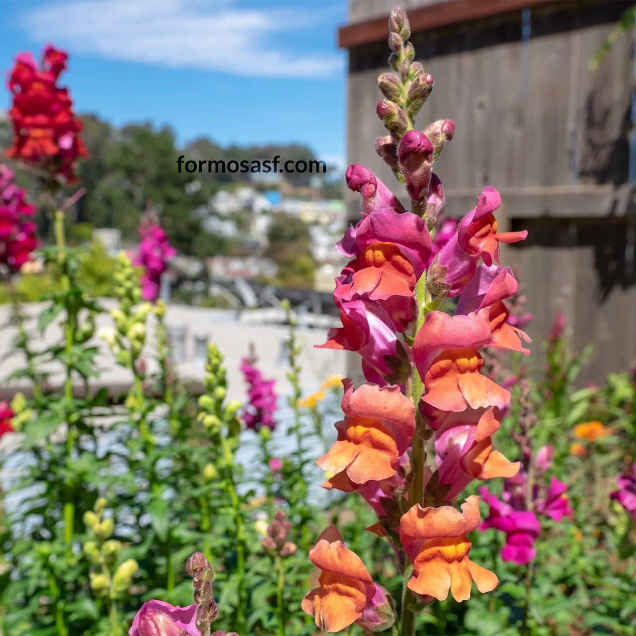 Snapdragon (Antirrhinum majus)  Glen Park, San Francisco, California
