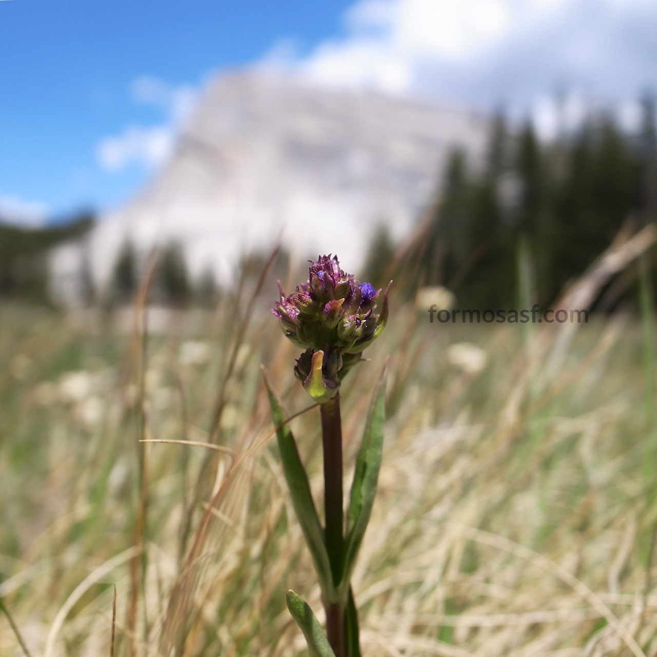 Meadow Penstemon (Penstemon heterodoxus) Lembert Dome, Yosemite, California