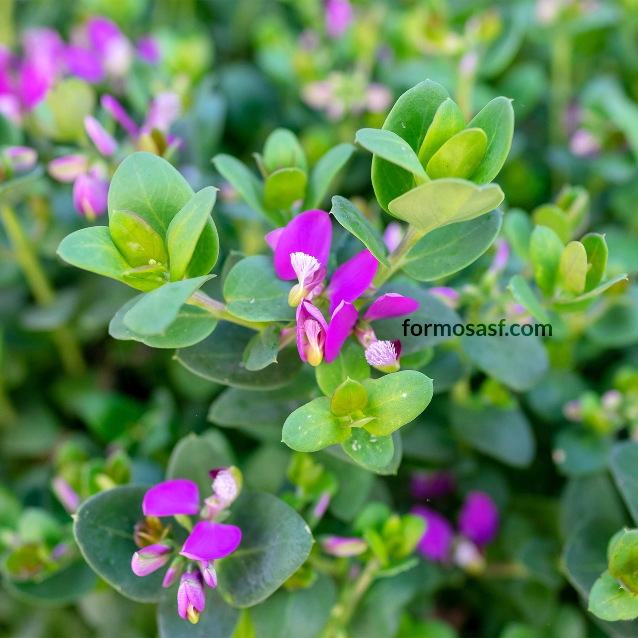 Sweet Pea Shrub (Polygala fruticosa) at Glen Park San Francisco