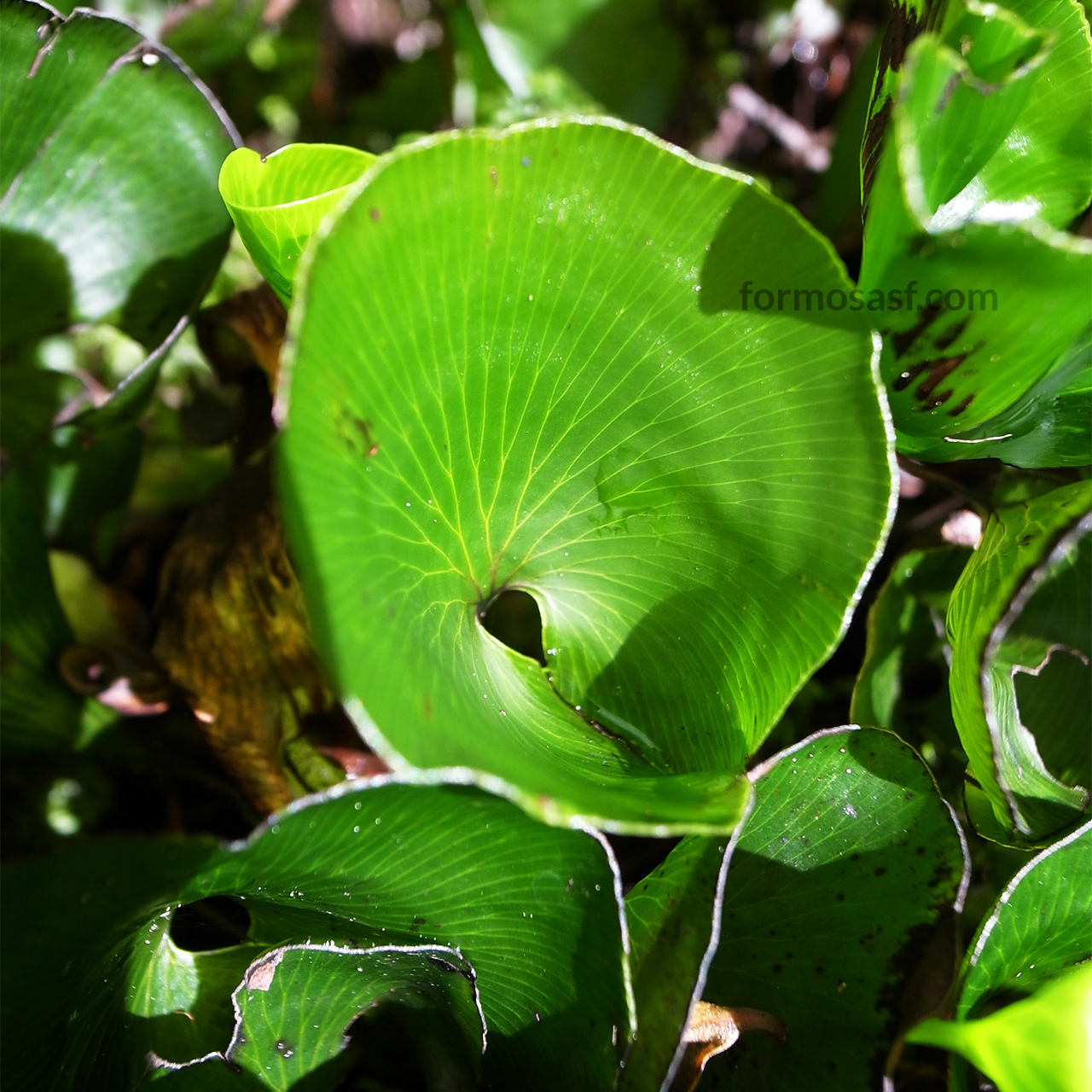 Kidney Fern (Hymenophyllum nephrophyllum) Rangitoto Island, New Zealand