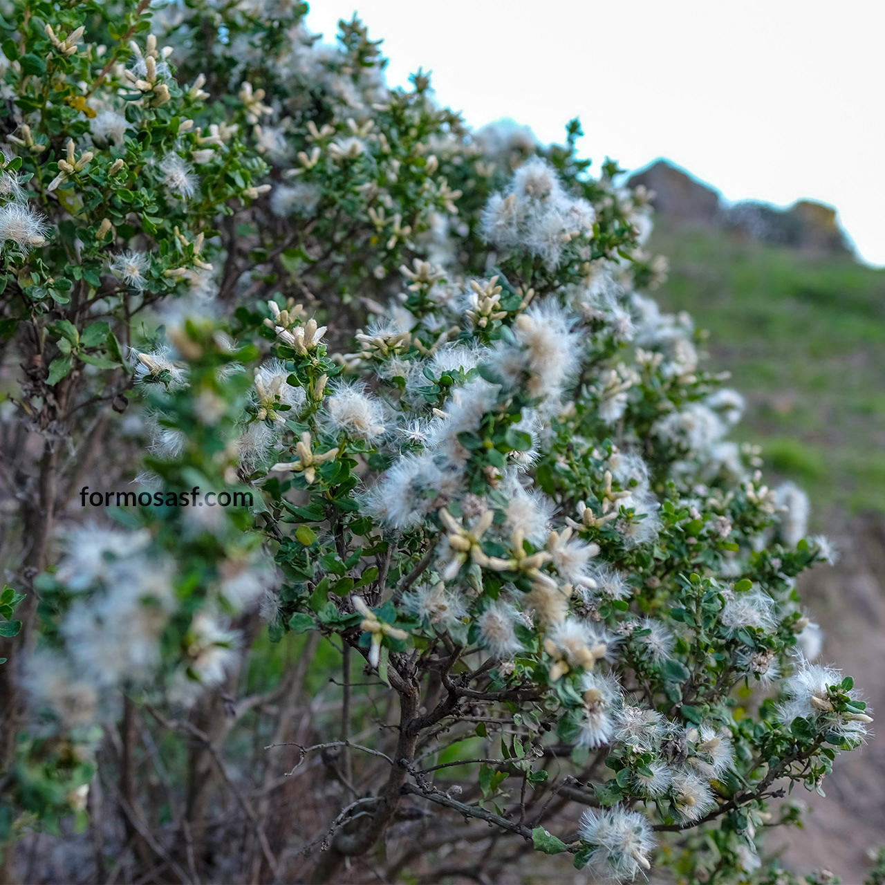Coyote Brush (Baccharis pilularis)  Glen Canyon Park, San Francisco, California