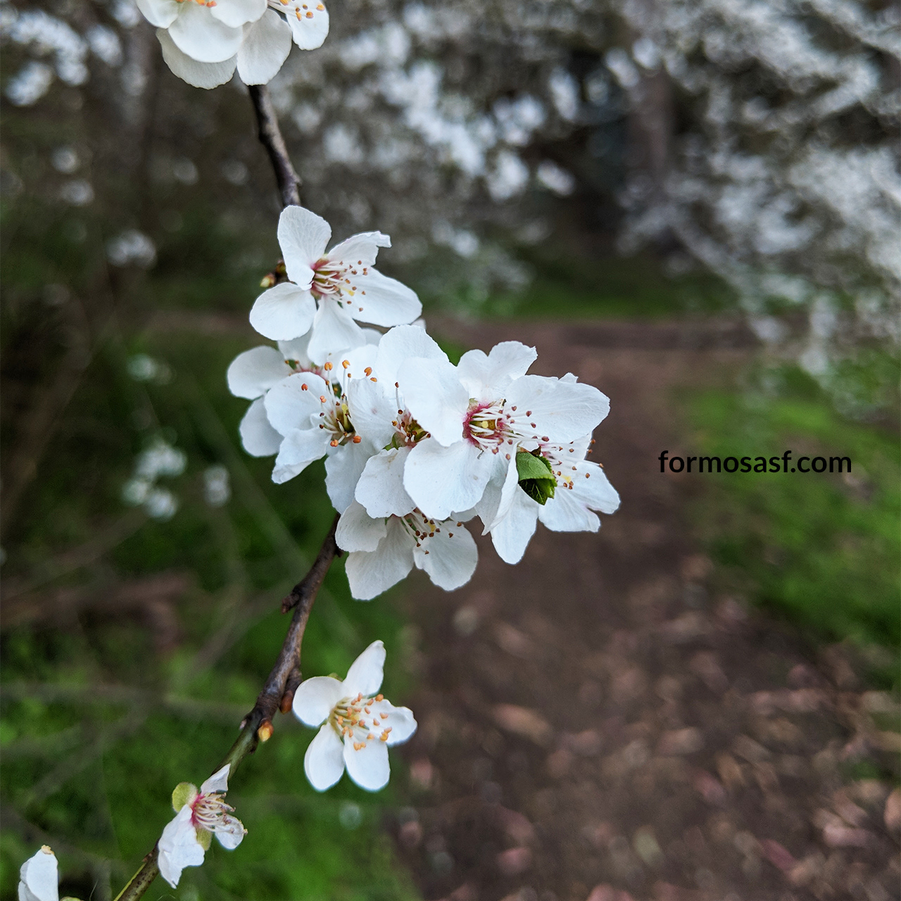 Cherry Plum (Prunus cerasifera), Glen Canyon Park