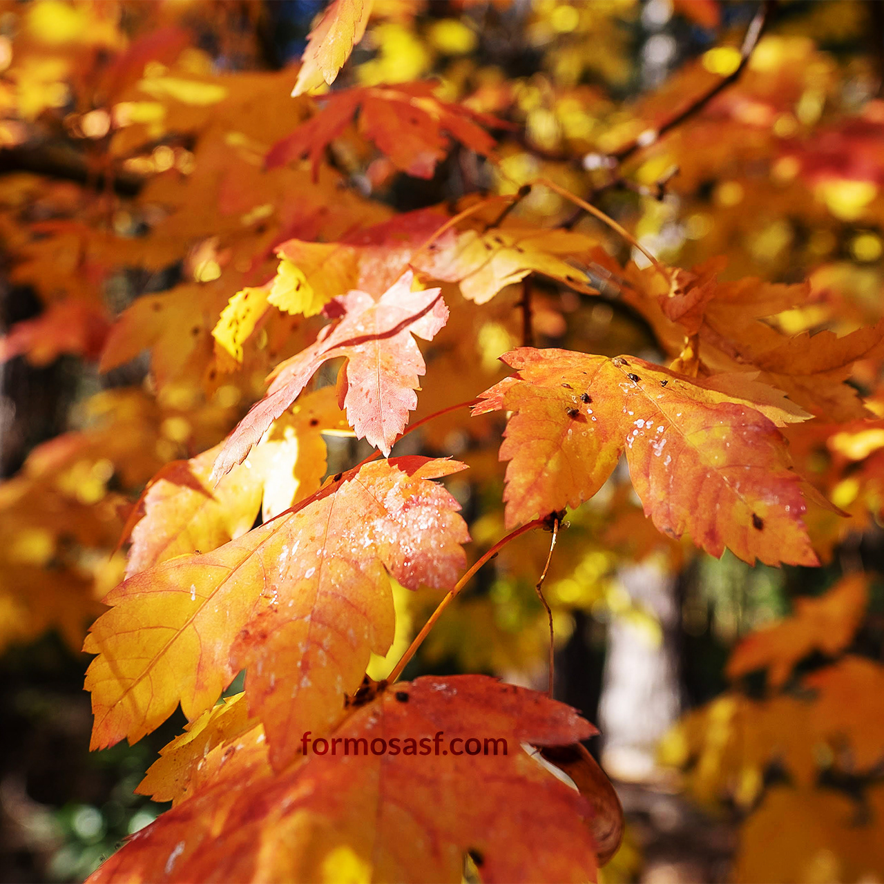 Sugar Maple (Acer saccharum) in Yosemite Valley