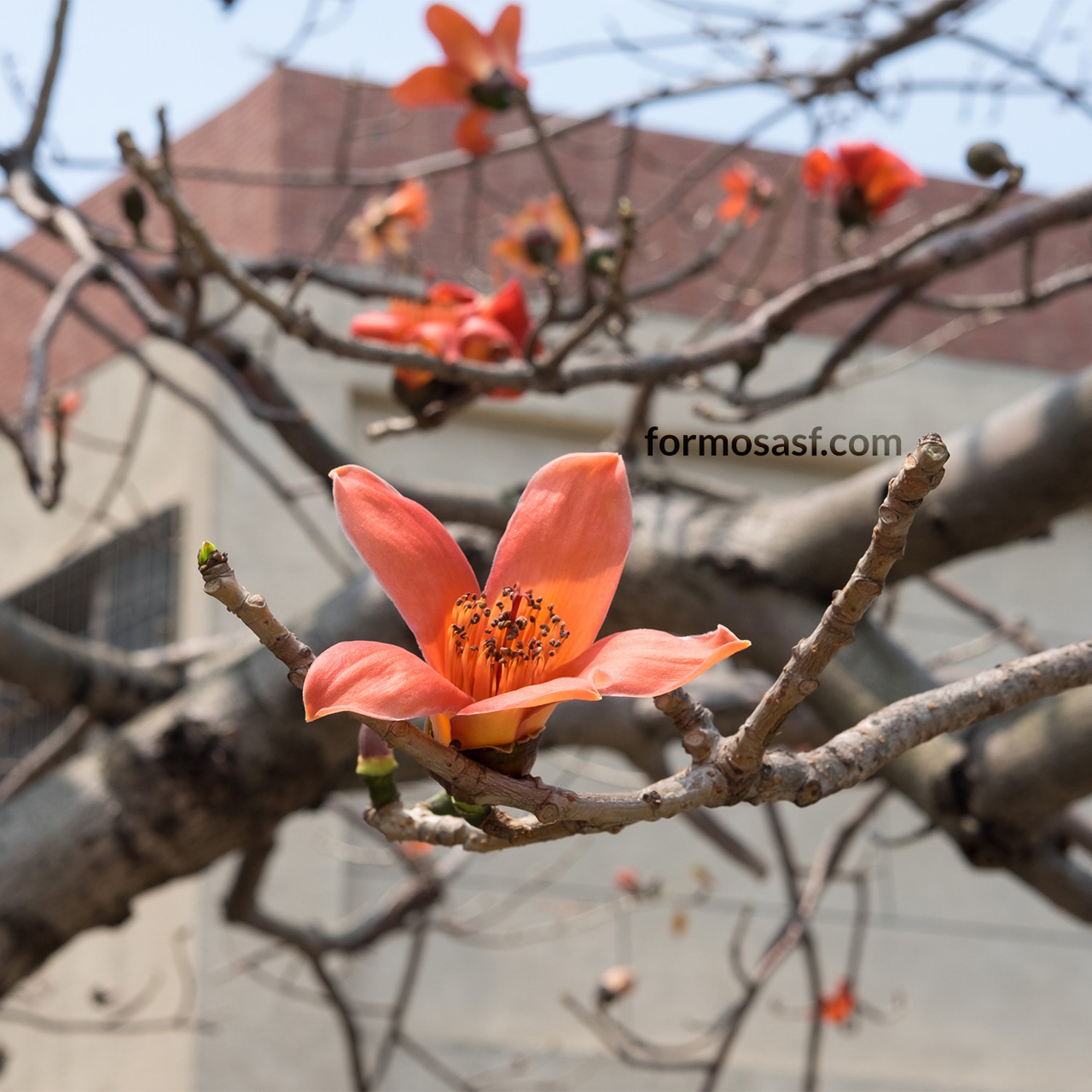 Cotton Tree (Bombax ceiba) Taipei, Taiwan