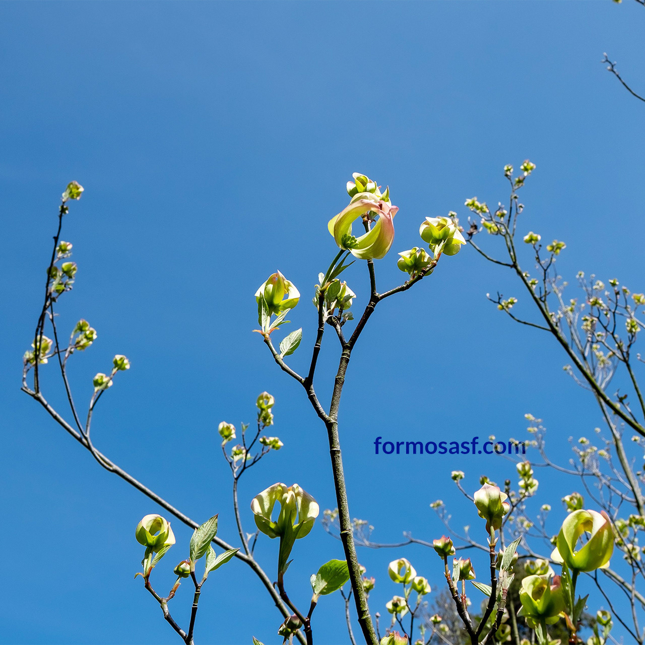 Early bloom of Flowering Dogwood (Cornus florida) at San Francisco Botanical Garden