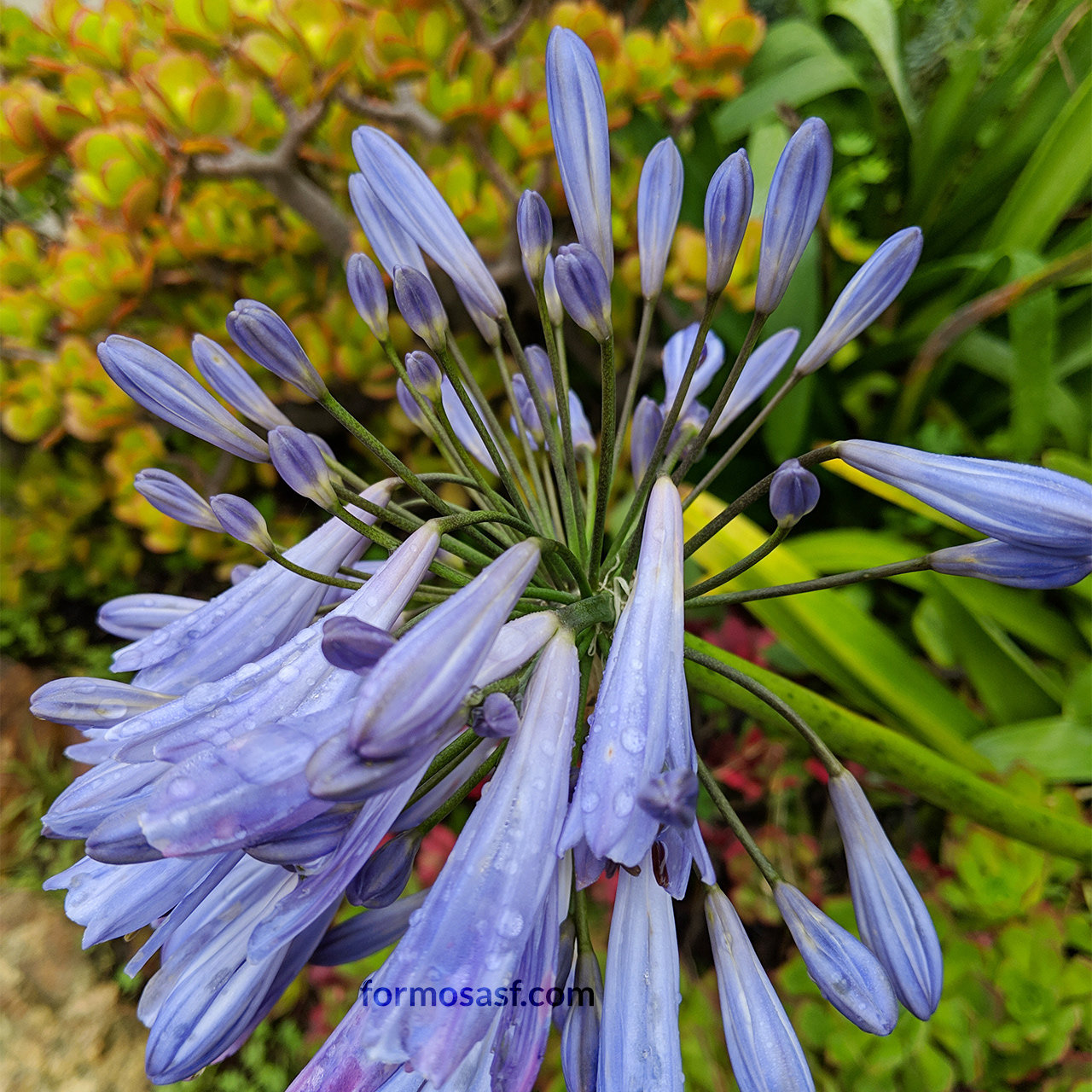 Lily of the Nile, Sunnyside, San Francisco