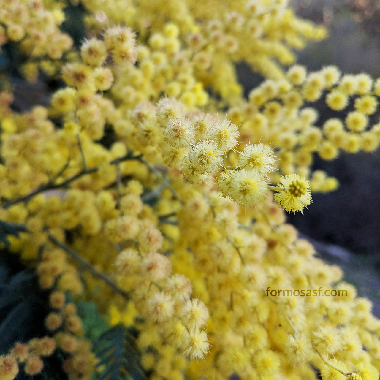 Bailey Acacia (Acacia baileyana)  Glen Canyon Park, San Francisco, California