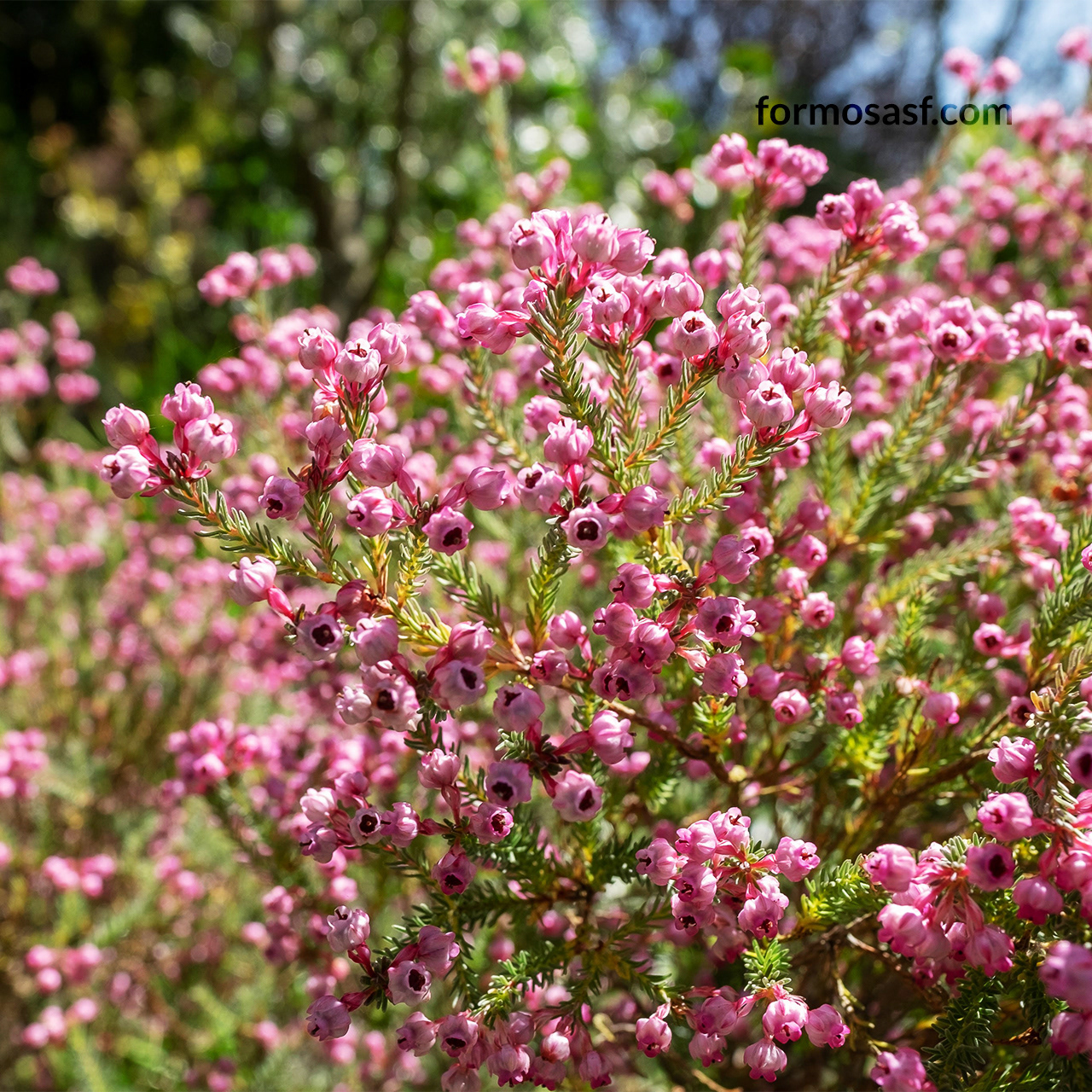 Channeled Heath at San Francisco Botanical Garden