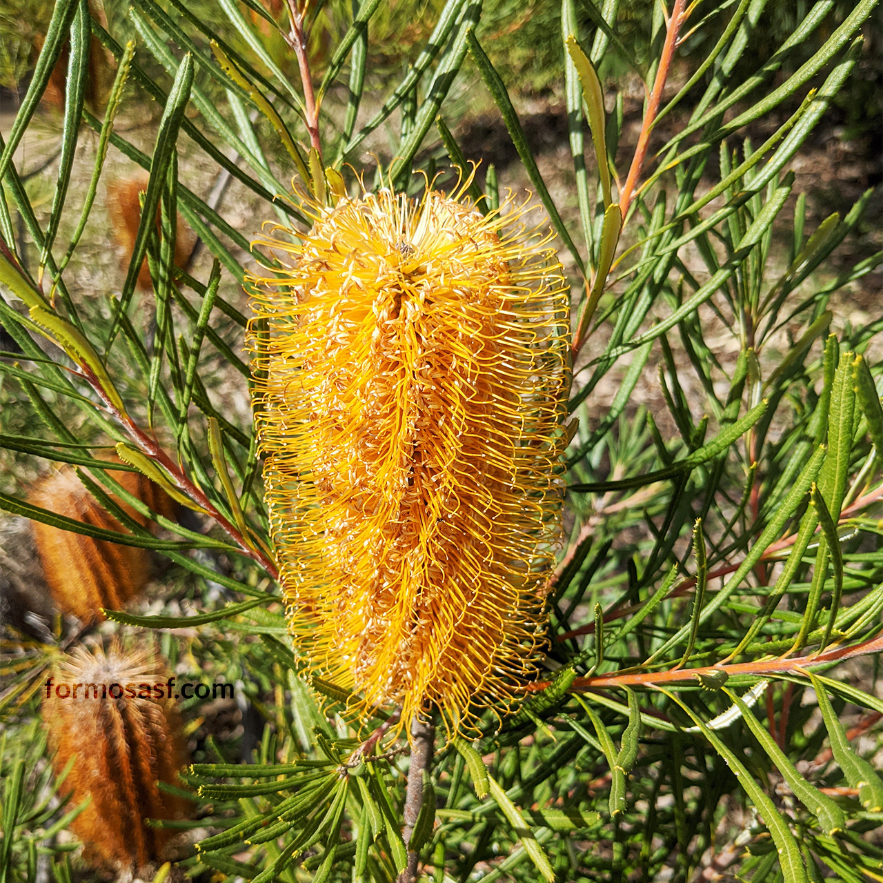 Banksia, UC Santa Cruz Arboretum