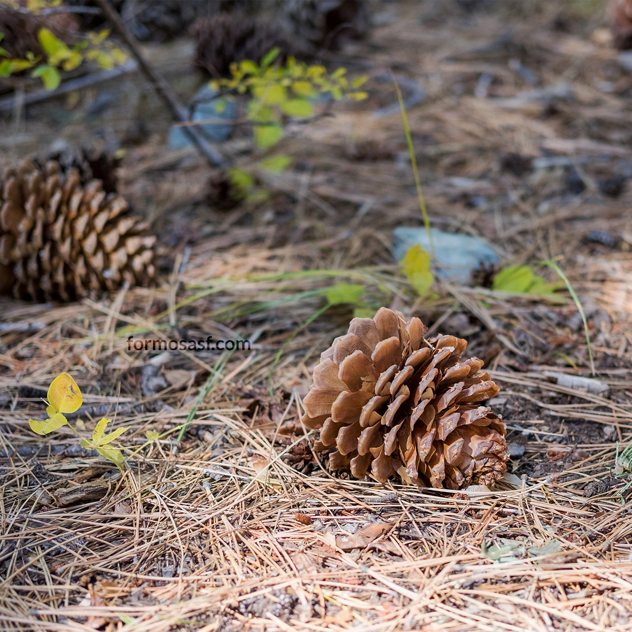 Jeffrey Pine (Pinus jeffreyi) Cone  Glen Alpine Trail, South Lake Tahoe, California