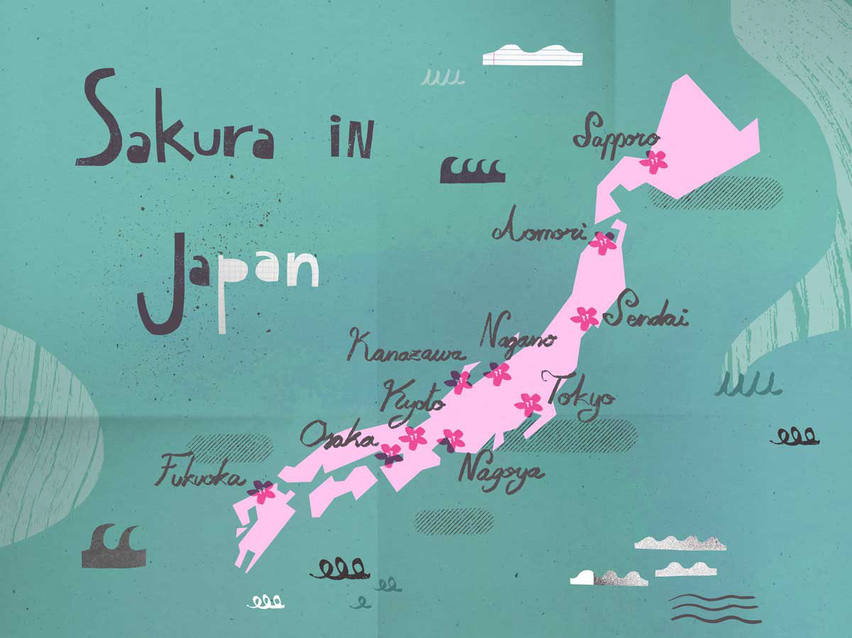 Illustrated travel map of the spots where the cherry blossom season can be enjoyed in Japan.