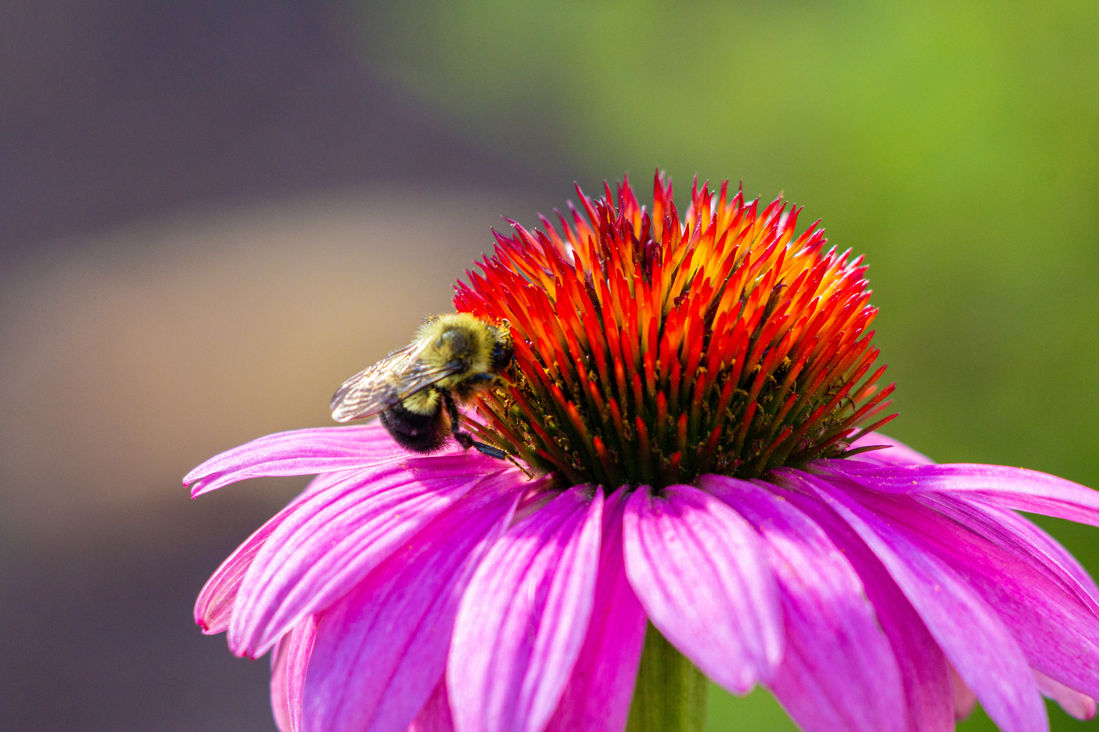 157 - Pretty in Pink Bee
